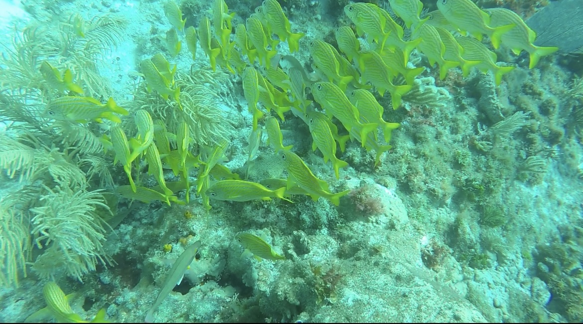 カンクン海底美術館ダイビング