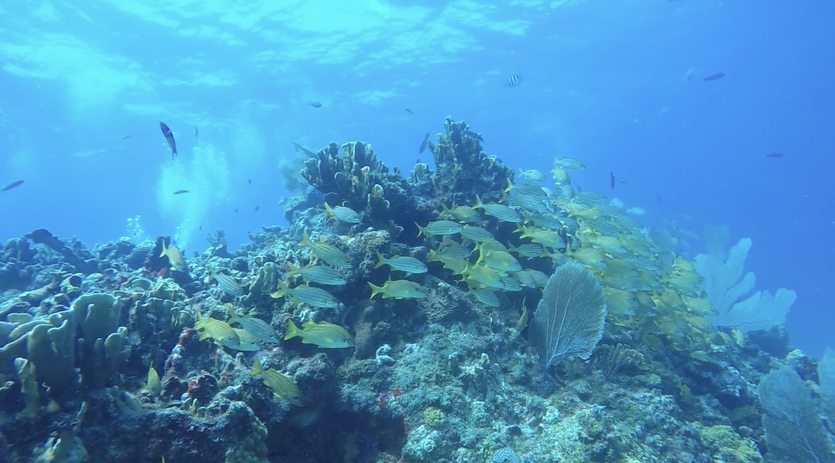 カンクン海底美術館ダイビング